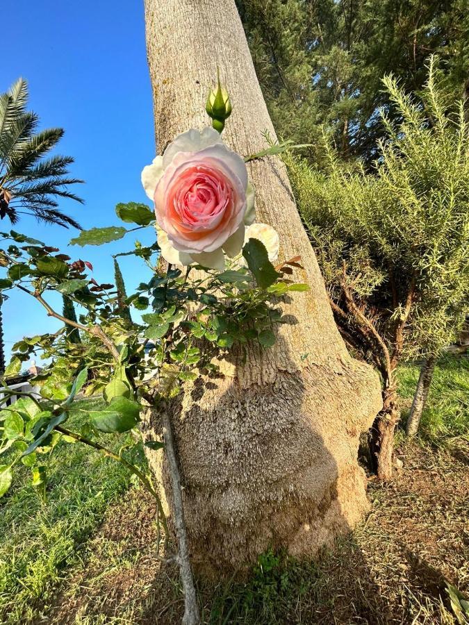 La Finestra Sul Limone Panzió Castelvetrano Kültér fotó